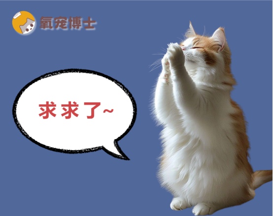 猫咪尿血能自愈吗？科学解析血尿背后的真相与应对方法