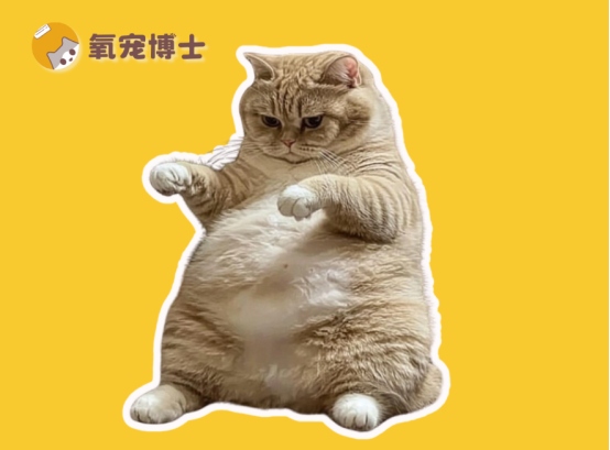 公猫尿道梗阻危害大，掌握急救方法关键在预防