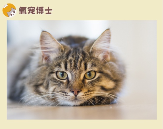 猫咪每次只尿一点点是什么原因，尿频尿少的5大病因及处理方法