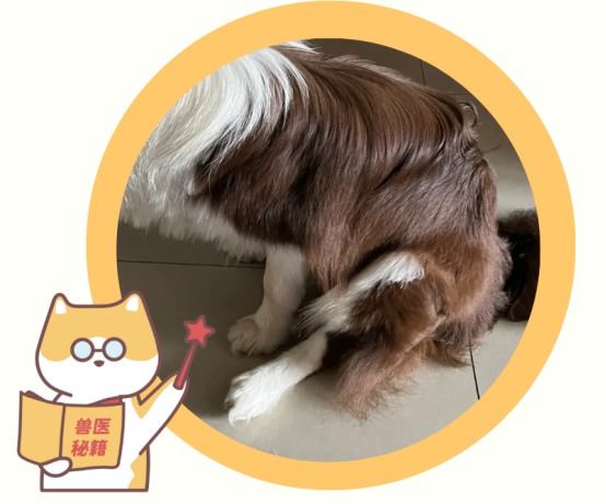 如何判断狗狗体内有虫?