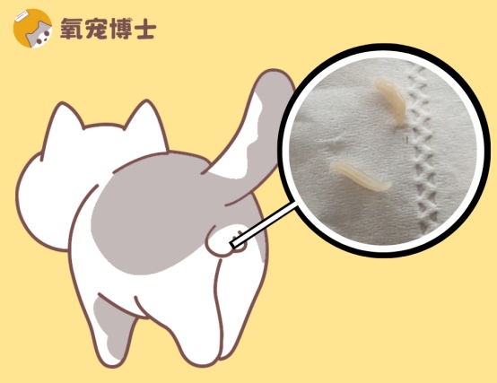 猫咪屁股上有白色的虫子