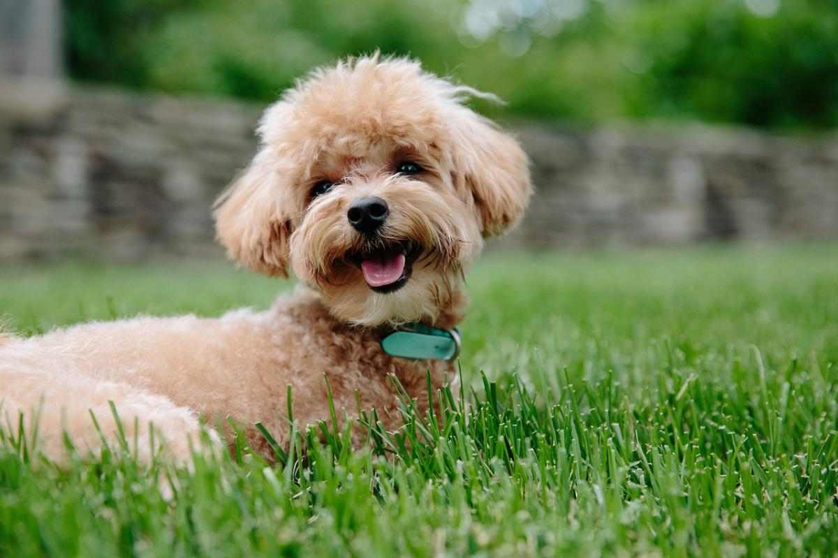 泰迪犬前腿突然瘸了怎么办？外伤脱臼神经炎原因分析及处理指南