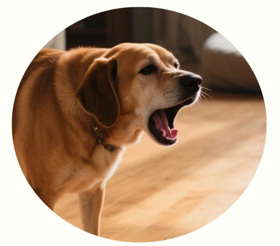 犬窝咳吃什么药效果好?