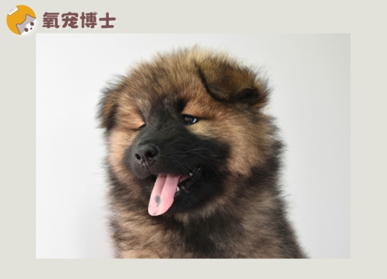 犬窝咳治疗方法详解：用药方案与护理要点全攻略