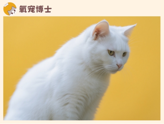猫咪打喷嚏流黄鼻涕原因分析及治疗方法详解