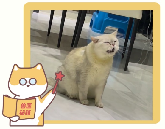 猫咪感冒的症状