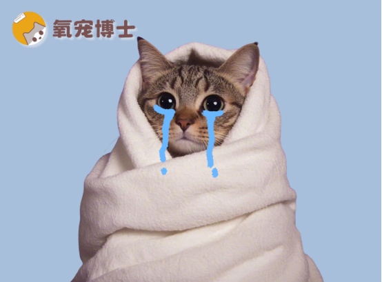 猫咪感冒的症状表现
