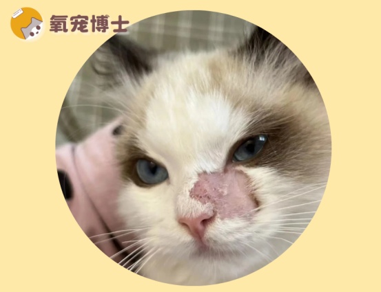 红霉素治猫癣太好用了