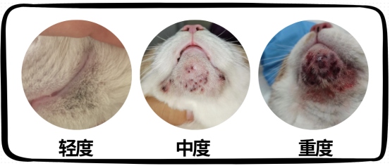 猫咪下巴的黑色渣子是怎么回事?