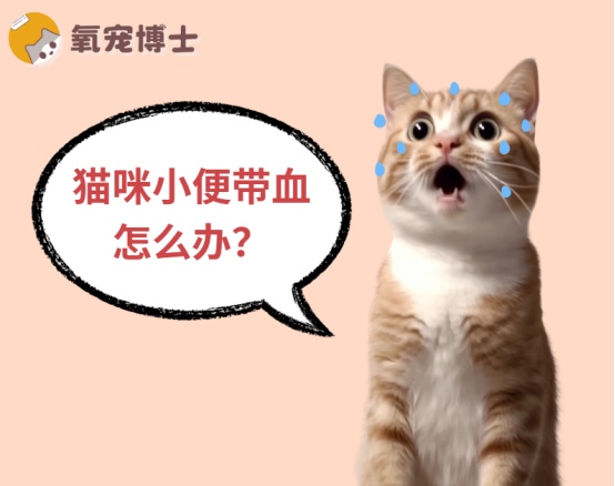 猫咪小便带血的原因分析及紧急处理方法