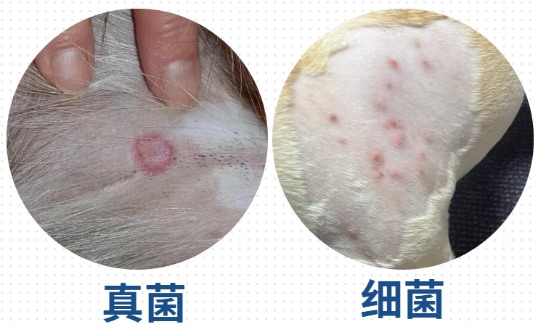 小狗身上痒用什么药