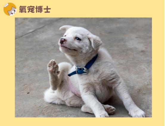 小狗皮肤瘙痒原因分析及科学治疗方法