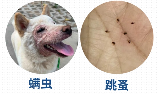 小狗身上痒怎么办