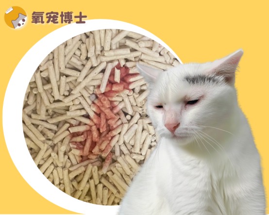 猫咪尿血尿频怎么办？科学用药指南避免误诊误治