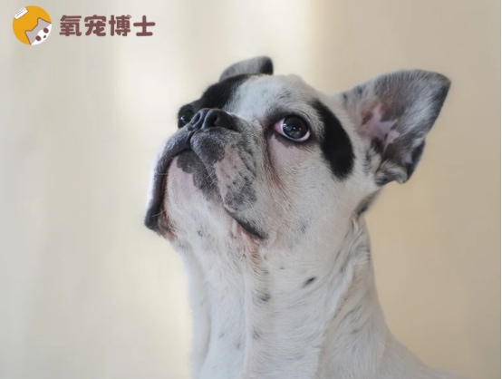 狗狗吃什么药驱虫最全面