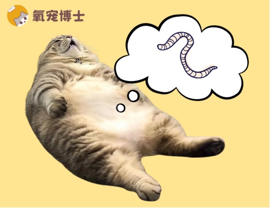 猫咪体内寄生虫感染症状及科学驱虫全攻略