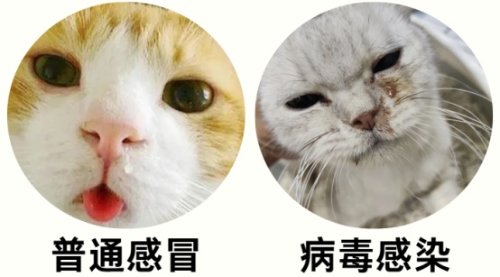 猫咪感冒