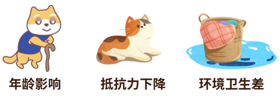 猫得了猫癣怎么治