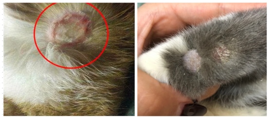 猫得了猫癣用什么药