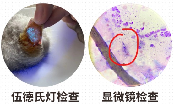 猫癣怎么治
