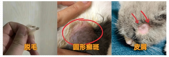 猫得了猫癣的症状