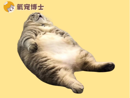 猫咪拉稀像泥浆还恶臭怎么回事?