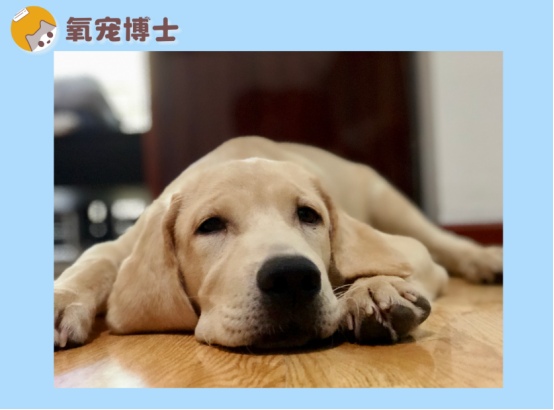 小狗吐白沫不吃东西没精神原因分析及正确处理方法