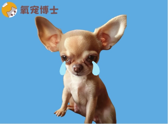 狗狗有一只眼睛总是流眼泪