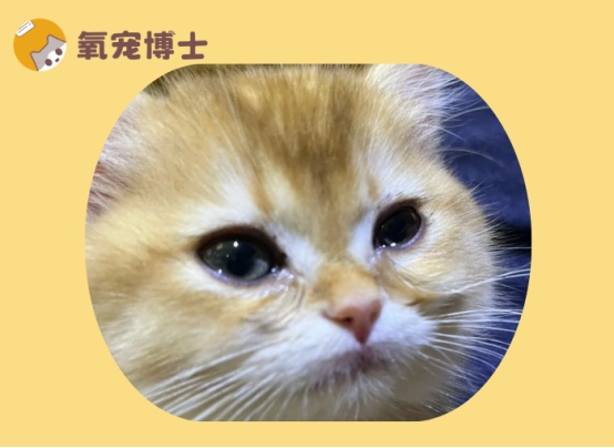 幼猫一直流眼泪