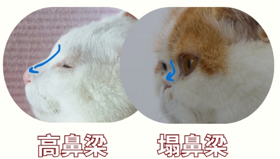 猫咪鼻泪管堵塞