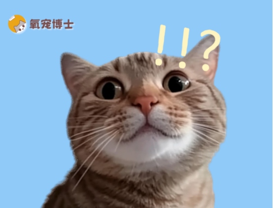 猫咪伤口流脓能自愈吗?