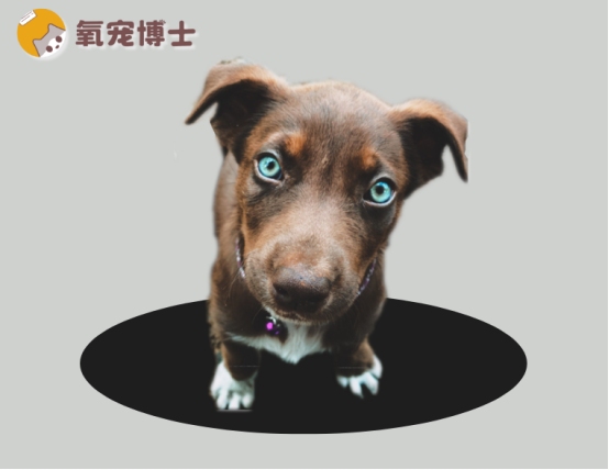 小狗脚趾发炎红肿化脓怎么办？科学处理方法详解