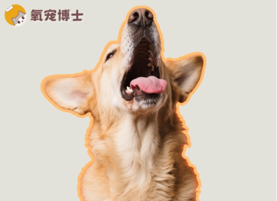 狗狗发出咔咔声伴干呕原因全解析，学会区分倒吸气与疾病症状