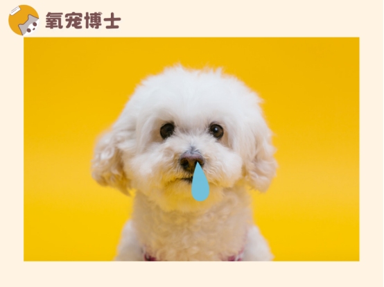 泰迪狗感冒了吃什么药？