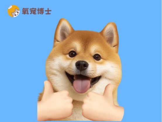 狗癣初期症状识别指南：圆形脱毛斑与皮肤变化特征