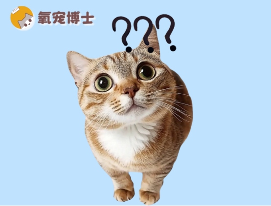 猫癣会传染给人吗？人猫共患真菌病传播途径与防治指南