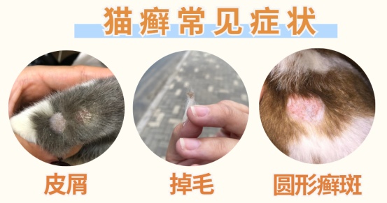 猫咪感染猫癣的症状