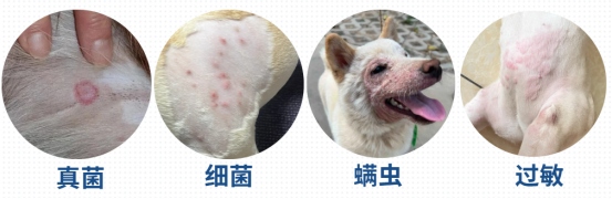 狗癣初期症状