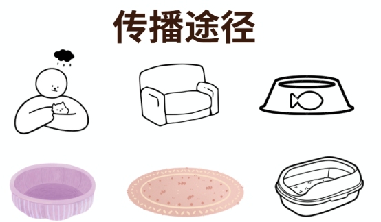 猫咪感染猫癣怎么办?