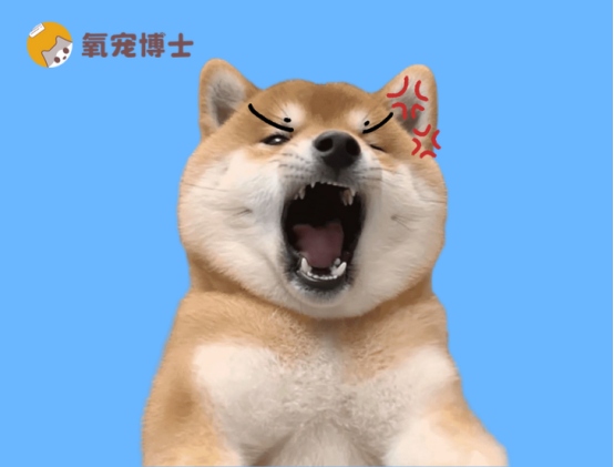 狗狗长癣用什么药