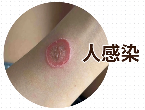 狗狗长癣怎么治？