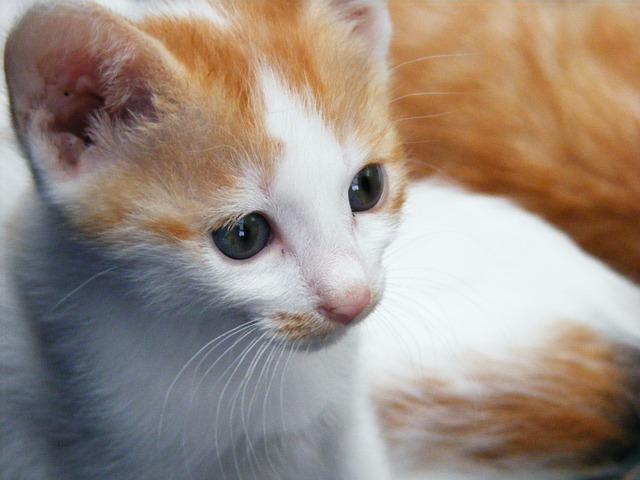 猫咪频繁呕吐原因全解析：从毛球症到严重疾病的识别与处理