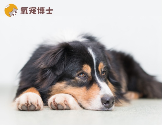 狗狗拉稀便血的病因分析与正确救治方法