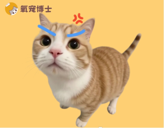 猫咪眼睛发炎