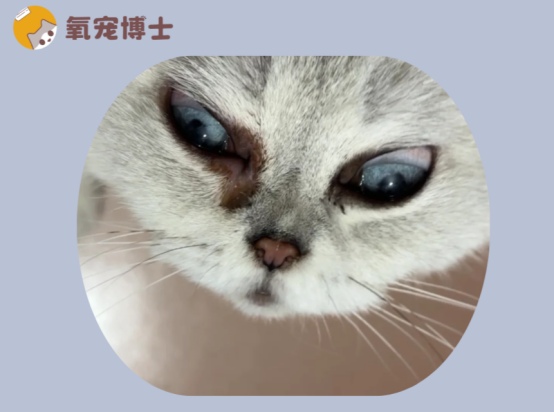 猫咪眼睛流红色分泌物怎么回事?