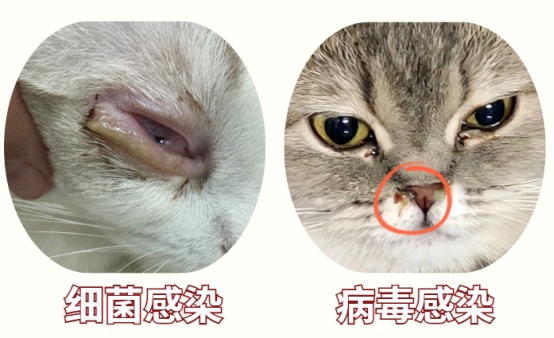 猫咪眼睛流红色分泌物