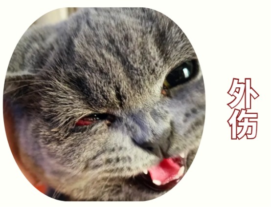 猫咪眼睛流红色分泌物