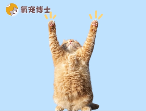 猫癣初期症状识别与治疗方法详解