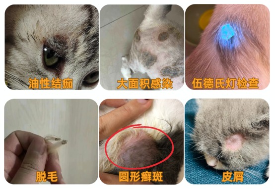 猫癣初期症状图片