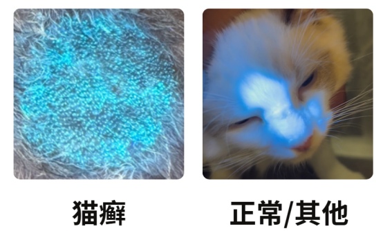 猫癣症状图片